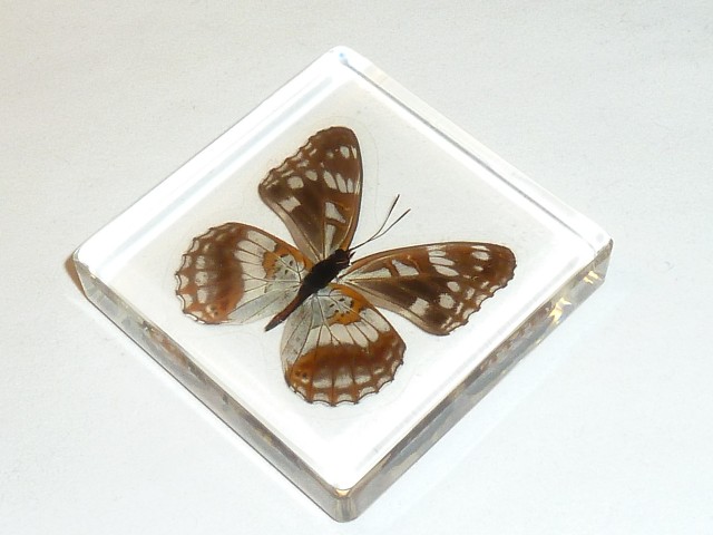 Бабочки №92 - Ленточник Дёрриса (Limenitis Doerriesi)