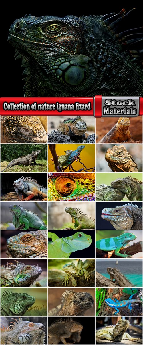 Collection of nature iguana lizard reptile amphibian 25 HQ Jpeg