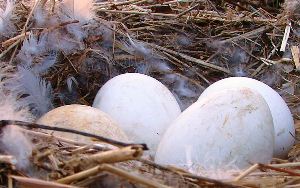 инкубация гусиных яиц
