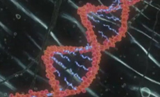 Кеккей Генкай передается по ДНК