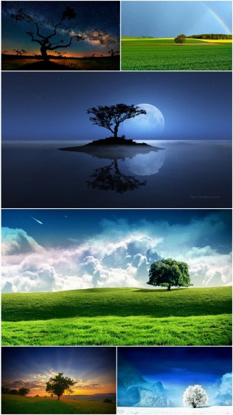 Tree wallpapers
