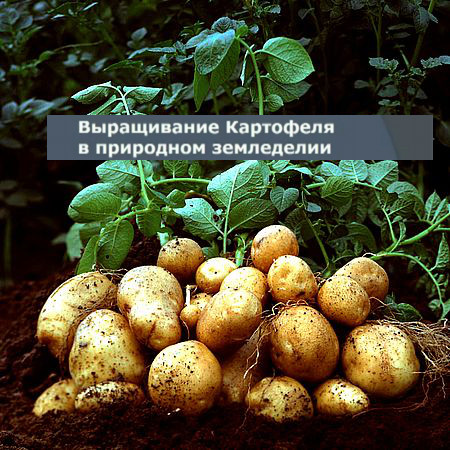 Природное земледелие - Картофель (2016) WEBRip