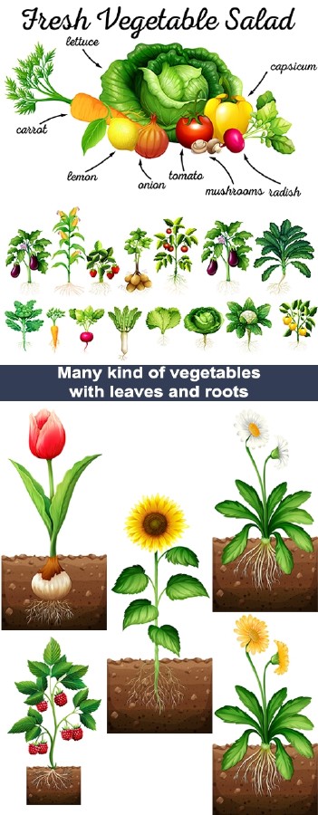 Овощи, цветы и ягоды с листьями и корнями